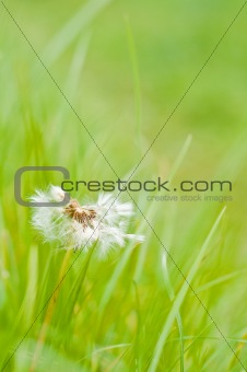 Dandelion