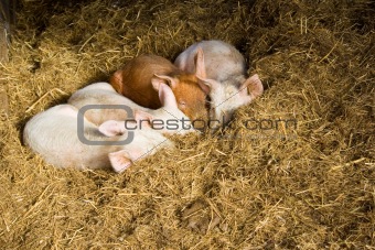 Baby pigs sleeping in hay
