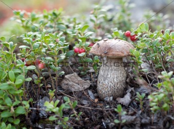 Mushroom in branch of the cowberry
