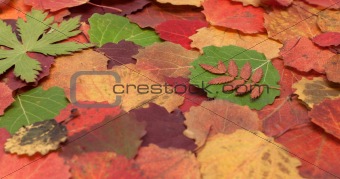 Autumn sheet background