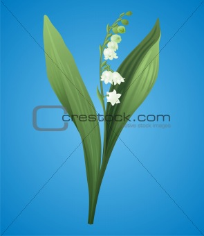 Lily of the valley vector