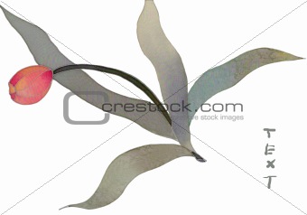 red tulip isolated card 