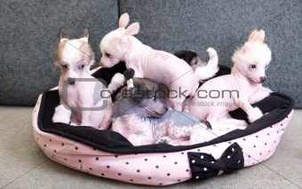 chinese crested puppy dogs