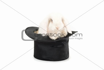 rabbit at black hat