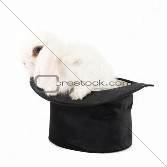 rabbit at black hat