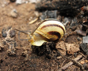 striped snail