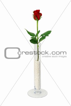 Single rose in simple glass vase filled with beads
