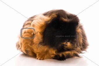 guinea pig isolated on the white background. marino