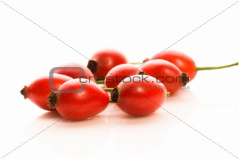 rose hips isolated on the white