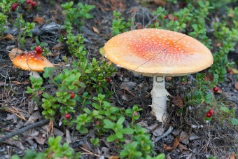 Two poisonous mushroom