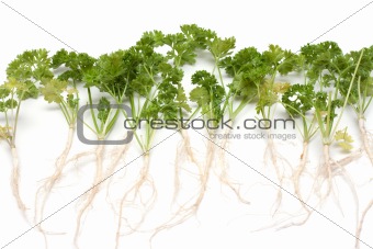 Green parsley with root