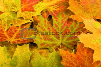 autumn leaves