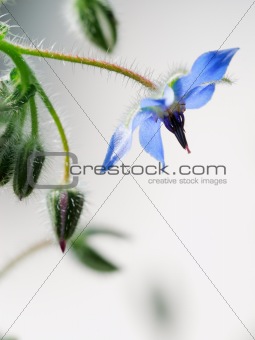 Common borage flower