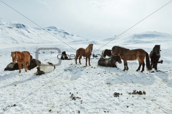 Icelandic Horses in their winter coat