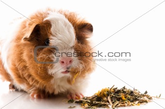 baby guinea pig. texel