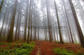 conifer forest in fog
