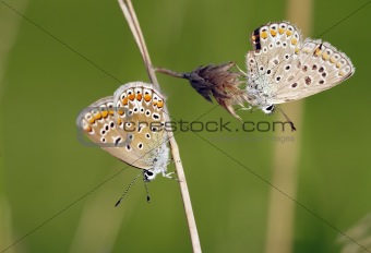 butterflies on the grass