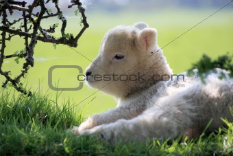 Exmoor lamb