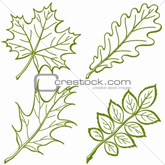 Leaves of plants, pictogram, set