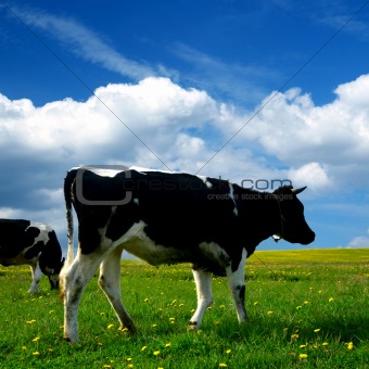 cow landscape