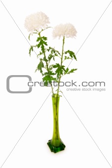 Chrysanthemum (mums) in green vase isolated on white