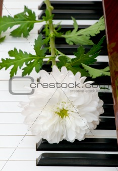 White Chrysanthemum (mums) on the musical piano