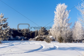 Forest in winter, beautiful