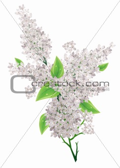Lilac bunch
