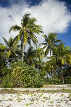 Palm trees on Zanzibar island