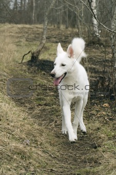 White dog running on a wood