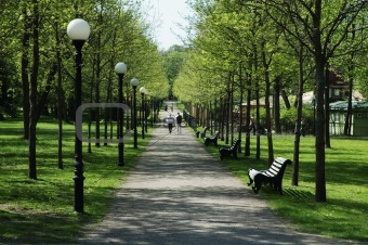 Avenue in park