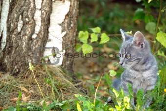 Gray cat portrait outdoor