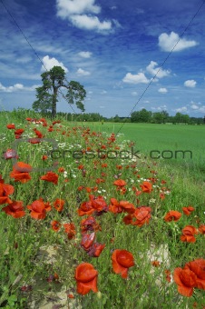 meadow and blossoming red poppies