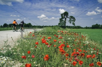 Training of bicyclists on beautiful road with a blossoming poppy