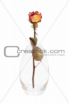 dry rose in the vase 