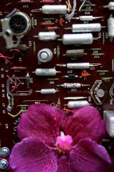 Electronic and flower