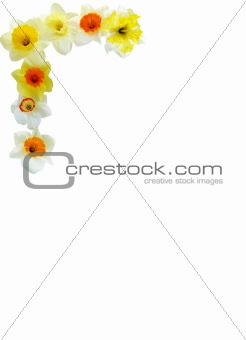 Daffodil Corner Arrangement
