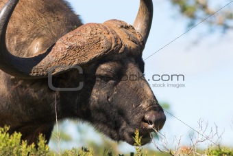 Feeding Buffalo