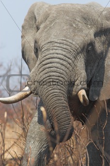 Elephant Bull