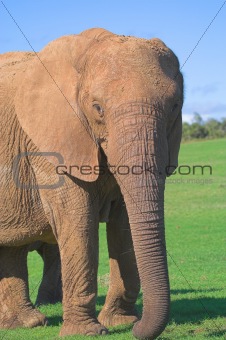 Female Elephant