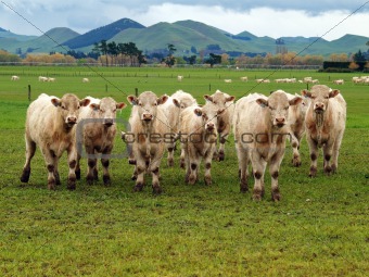 Small Herd of Charolais