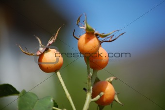 Dogrose berries