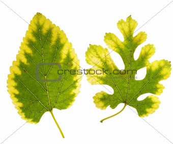 two mulberry leaves changing colors 