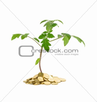 Plant growth - business concept