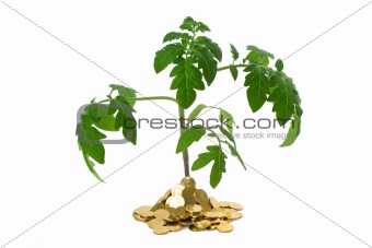 Exuberant plant in heap of coins