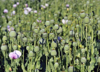 capsules of poppy in summe