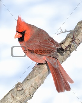  Northern Cardinal