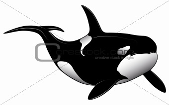 Killer whale,