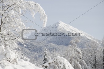 Snow capped mountain peak with trees in foreground.