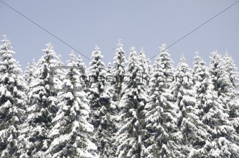 Spruce trees covered in fresh snow